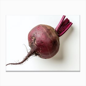 Beetroot isolated on white background. 4 Canvas Print