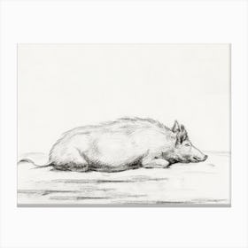 Lying Pig 1, Jean Bernard Canvas Print