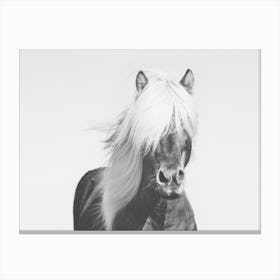 Long Haired Horse Canvas Print