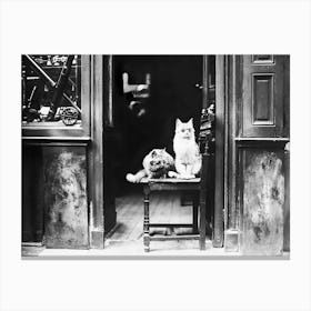 Cats Wearing Sunglasses in Front Of Shop, Vintage Black and White Old Photo Canvas Print