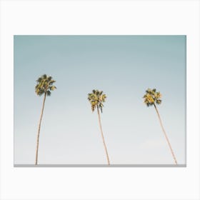 Three Palm Trees Canvas Print