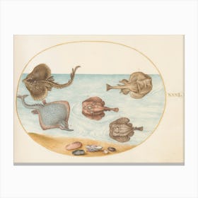 Aquatic And Shellfish Animals, Joris Hoefnagel (4) Canvas Print