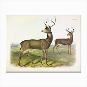 Columbian Black Tailed Deer, John James Audubon Canvas Print
