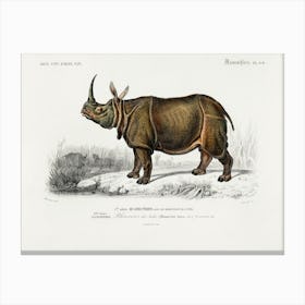 Indian Rhinoceros (Rhinoceros Unicornis), Charles Dessalines D'Orbigny Canvas Print