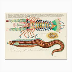 Colourful And Surreal Illustrations Of Fish And Lobster Found In Moluccas (Indonesia) And The East Indies, Louis Renard(88) Canvas Print