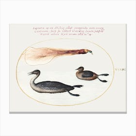 Bird Of Paradise With Mereganser And Grebe, Joris Hoefnagel Canvas Print