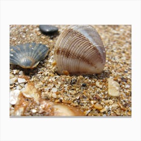 Shells On The Beach Canvas Print