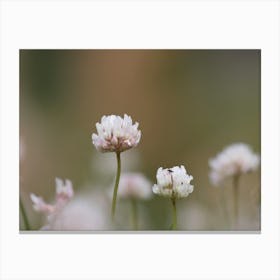 Clovers Botanical Photography Canvas Print