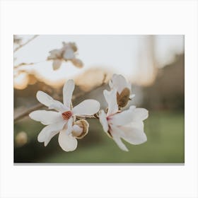 Sunset Magnolias Canvas Print