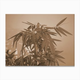 Sepia Canvas Print