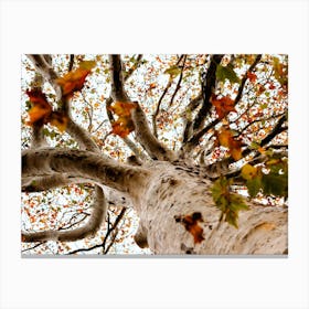 Autumn Tree And Leaves Colour Nature Photography Canvas Print