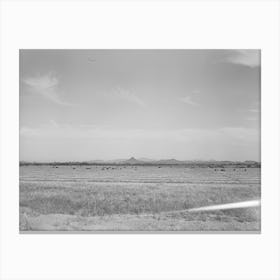 Untitled Photo, Possibly Related To Range Cattle At The Casa Grande Valley Farms,Pinal County, Arizona By Russell Canvas Print