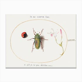 Jewel Beetle With A Plant Gall And A Flower (1575–1580), Joris Hoefnagel Canvas Print