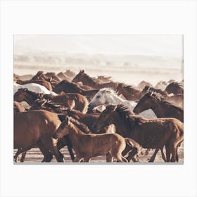 Running Horse Herd Canvas Print