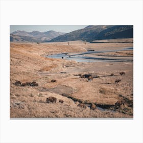 Bison Herd In River Basin Canvas Print