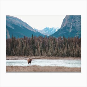 Winter River Runoff Elk Canvas Print