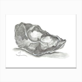 Oyster Shell in pencil Canvas Print