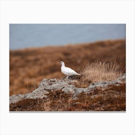 White Ptarmigan Canvas Print