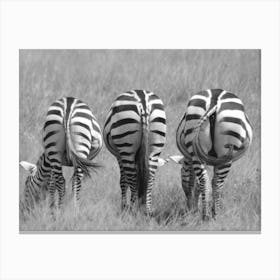 Zebras In The Grass Canvas Print