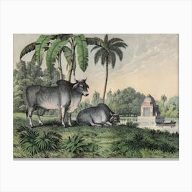 Vintage Kolb 1 Tafel 17 Zebu Canvas Print