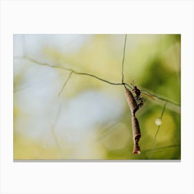 Insect On A Branch Canvas Print