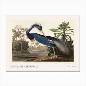 Louisiana Heron Poster Canvas Print