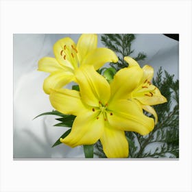 Three Asiatic lilies Canvas Print