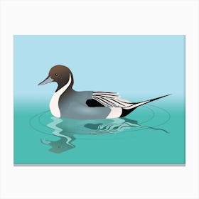 A vector illustration of a northern pintail Canvas Print