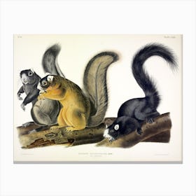Fox Squirrel, John James Audubon Canvas Print