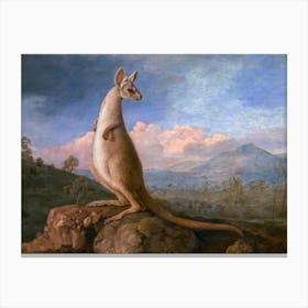 'The Kongouro from New Holland' (Kangaroo) 1772 by George Stubbs in HD Remastered Immaculate Version Canvas Print