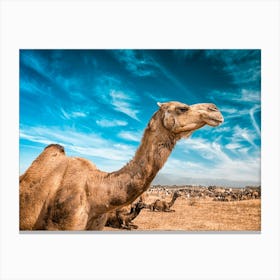 Camels In The Desert Canvas Print