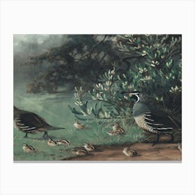 Quail Canvas Print