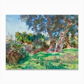 Olive Trees, Corfu, John Singer Sargent Canvas Print