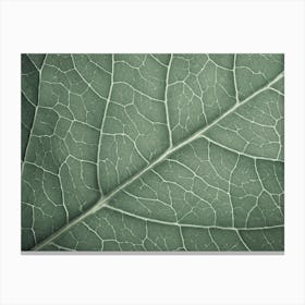 Green Leaf Veins Canvas Print