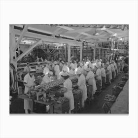 Packing Salmon Into Cans At The Columbia River Packing Association, Astoria, Oregon By Russell Lee Canvas Print