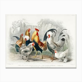 Game Cock, Silver Spangled, White Feathered Bantam Hen, Dorking Hen, Black Polish Hen, Malay Cock, And Hen, Oliver Goldsmith Canvas Print