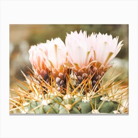 Pastel Cactus Flowers Canvas Print