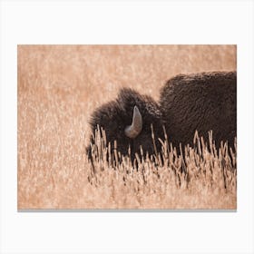 Bison In Tall Grass Canvas Print