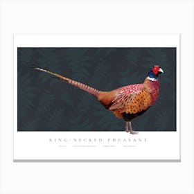 Ring-Necked Pheasant Illustration Canvas Print