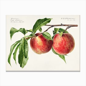 Peaches On A Branch Canvas Print