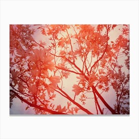 Magnolia Tree In Red Flare Canvas Print