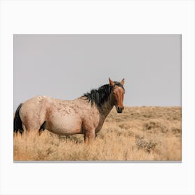 Bay Roan Wild Horse Canvas Print