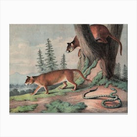 Vintage Kolb 6 Tafel 43 Puma Canvas Print