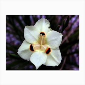 White Iris Canvas Print