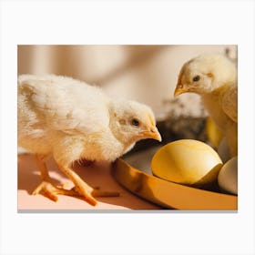 Easter Chicks 6 Canvas Print