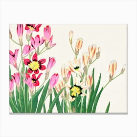 Chinese Daffodils 1 Canvas Print