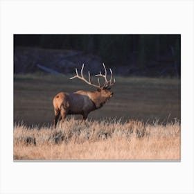 Golden Hour Bull Elk Canvas Print