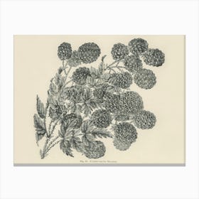 Vintage Illustration Of Bramble, John Wright Canvas Print