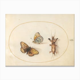 Two Butterflies And A Mole Cricket, Joris Hoefnagel Canvas Print
