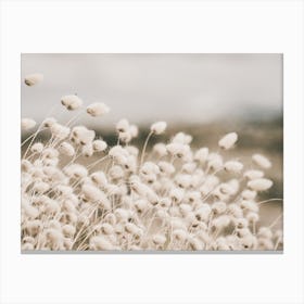 Dried Beach Pampas Canvas Print